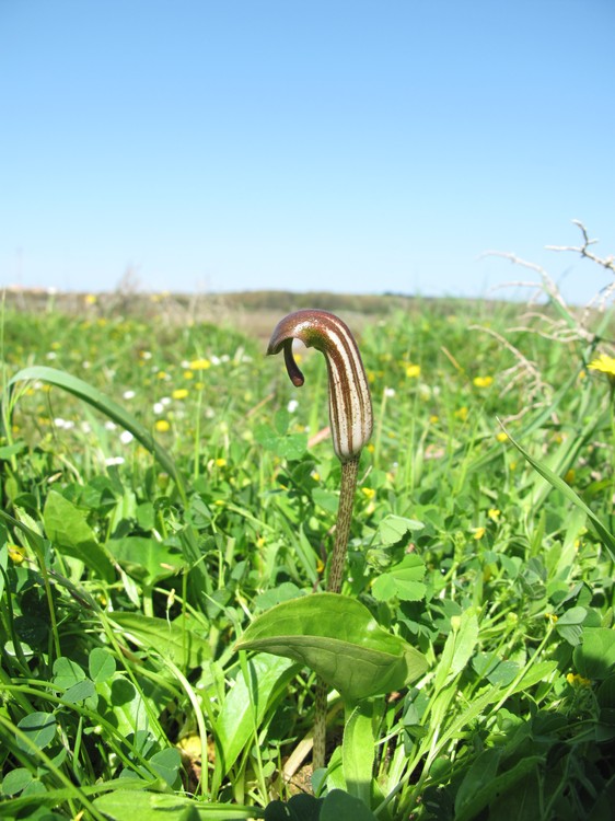 Arisarum vulgare